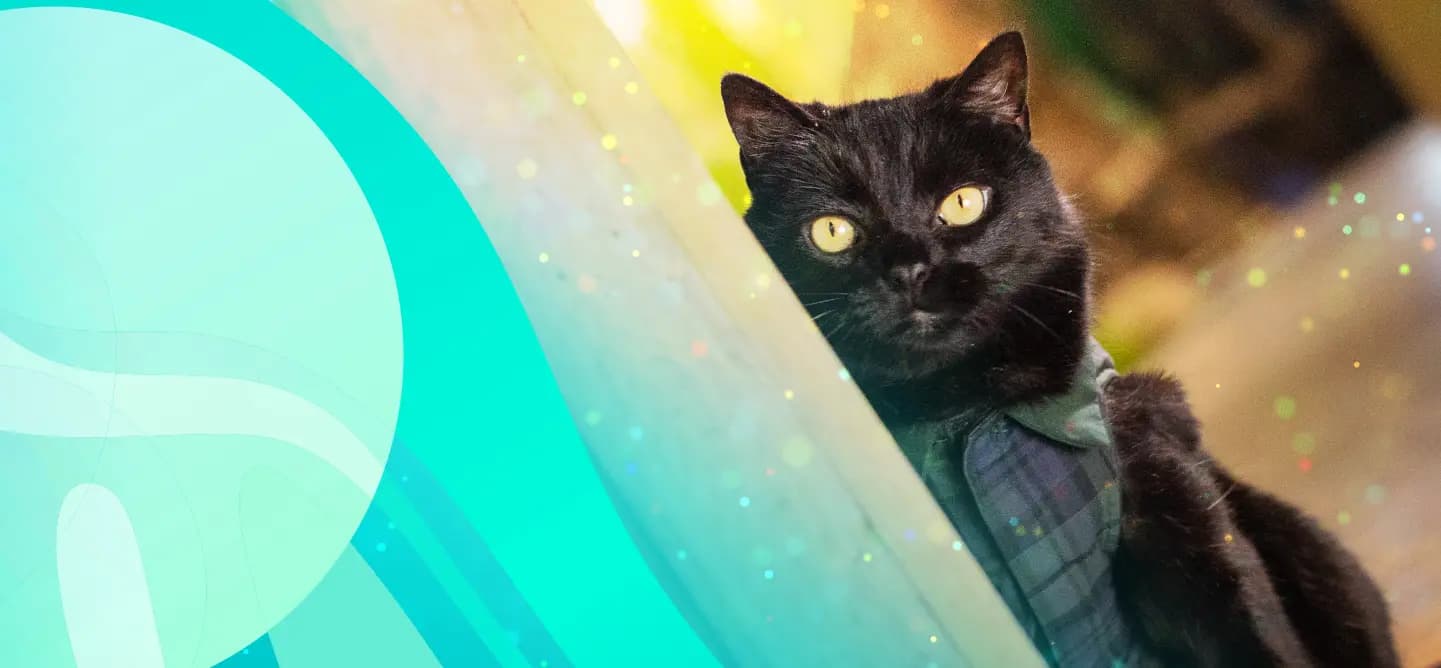 Top 5 Lessons from a Celebrity Cat