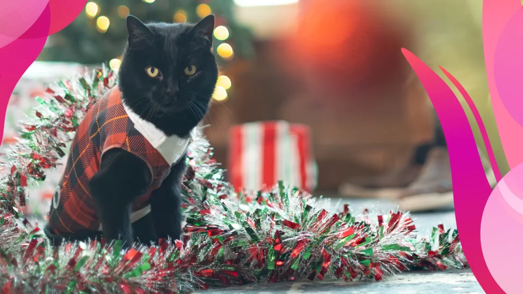 The black cat, Simon “backpackingkitty”, wearing a plaid sweater vest, stands in a pile of tinsel, in front of a Christmas background.