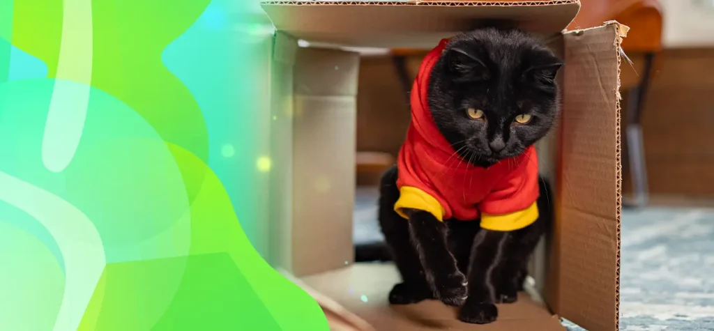 Cat Simon Backpackingkitty is wearing an orange and yellow shirt and sitting inside a brown shipping box.